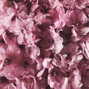 Meet your Posher, Ann